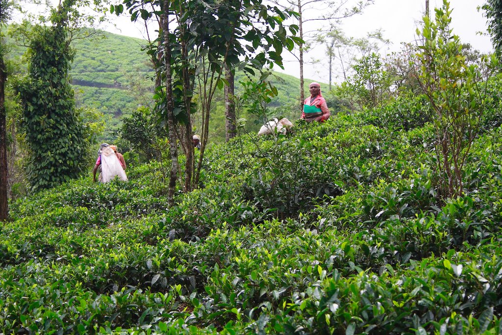 02-Tea plantation.jpg - Tea plantation